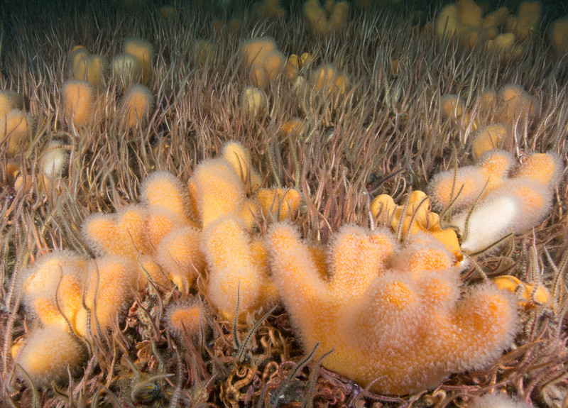 Scottish sea loch - Habitat Scenes