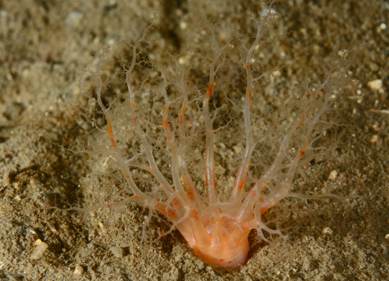 Psolus phantapus - Sea Cucumbers (Echinodermata)