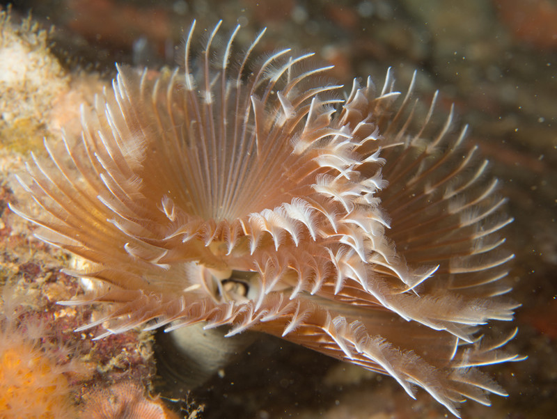 Bispira volutacornis - Worms (from various groups)