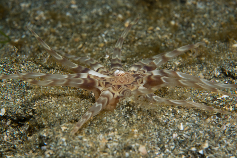 Peachia cylindrica - Anemones (Anthozoa)