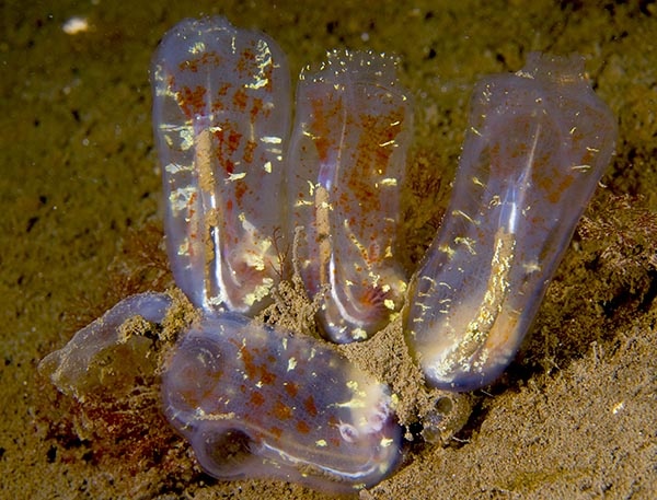 Corella parallelogramma - Sea Squirts (Tunicata)