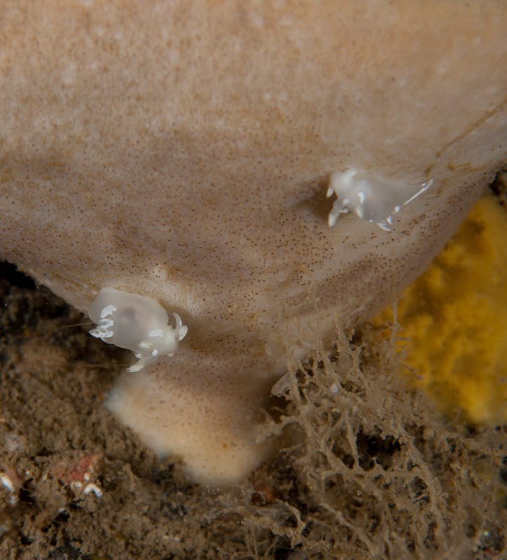 Trapania pallida - Sea Slugs & Sea Hares (Nudibranchs etc)