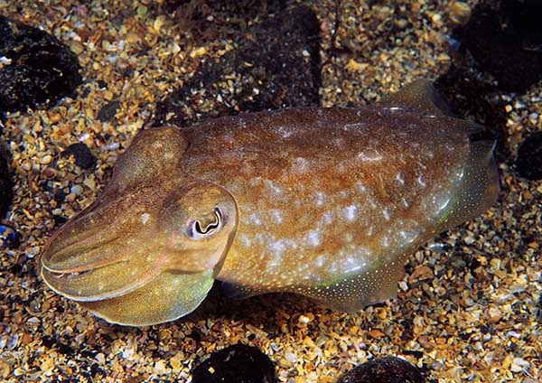 Sepia officinalis - Octopus, Squid & Cuttlefish (Cephalopoda)