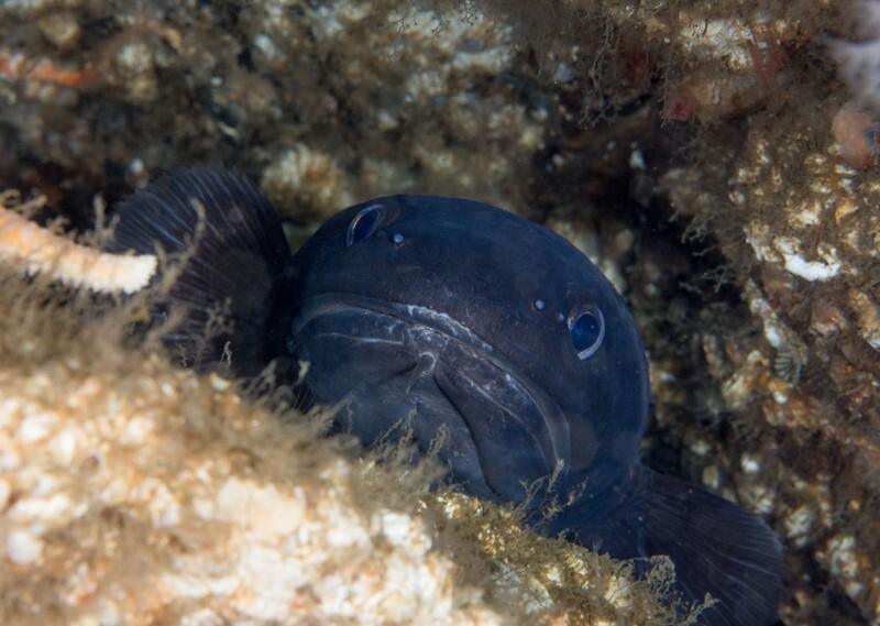 Raniceps raninus - Fishes – bony and cartilagous (Pisces)