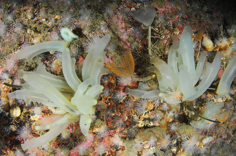 Scottish sea loch - Habitat Scenes