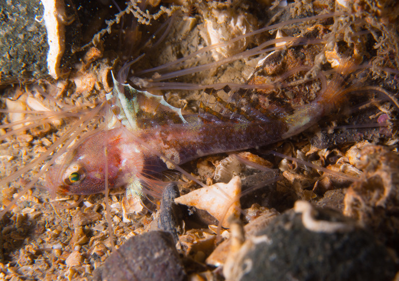 Lebetus scorpioides - Fishes – bony and cartilagous (Pisces)