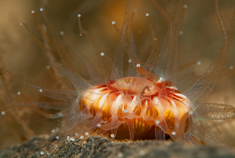 Caryophyllia smithii - Corals (Anthozoa)