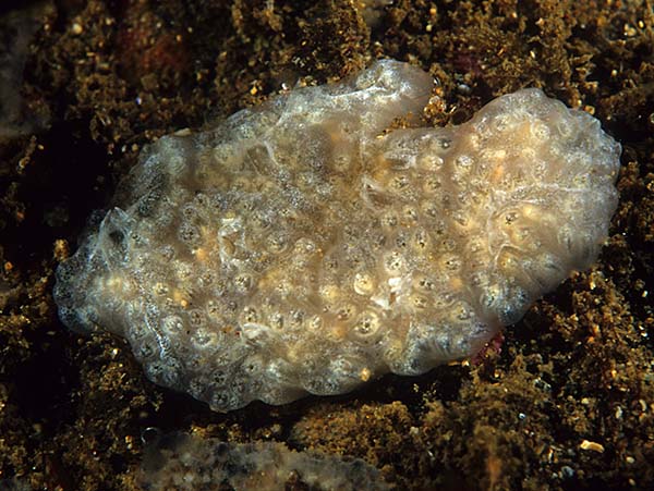 Aplidium nordmanni - Sea Squirts (Tunicata)