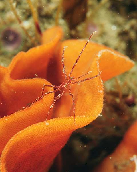 Nymphon gracile - Sea Spiders