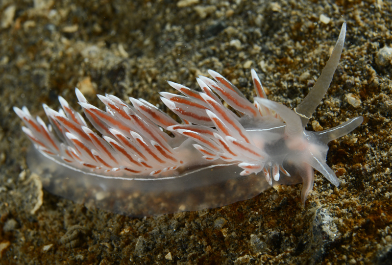 Fjordia sp. - Sea Slugs & Sea Hares (Nudibranchs etc)
