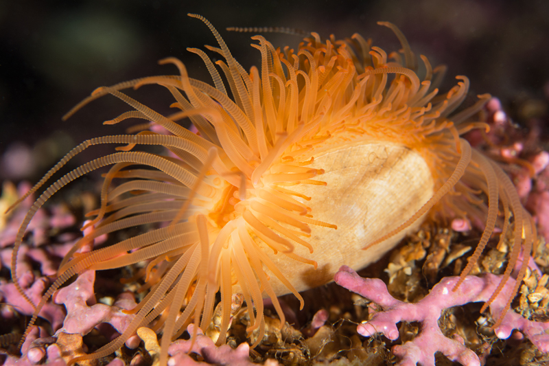 Limaria hians - Sea Snails, Bivalves & Lamp Shells (Mollusca etc)
