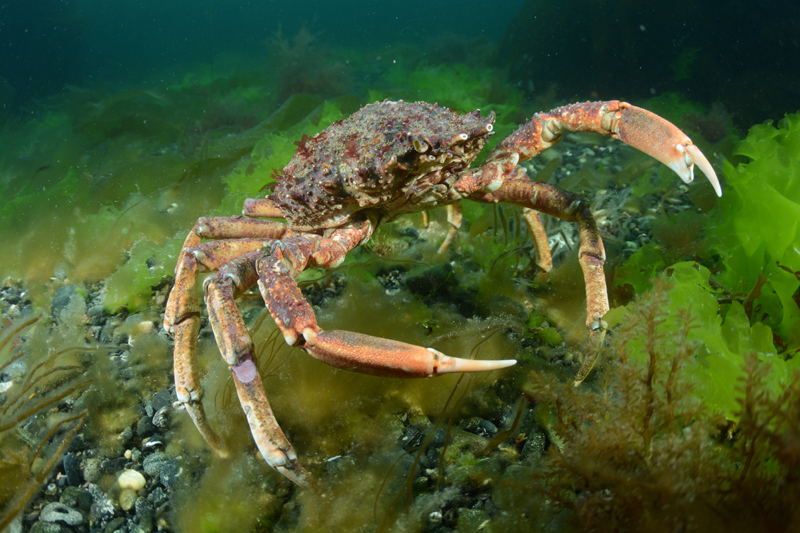 Maja brachydactyla - Crabs, Lobsters, Shrimps & Prawns etc (Crustacea)