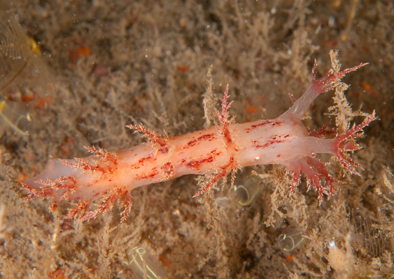 Dendronotus europaeus - Sea Slugs & Sea Hares (Nudibranchs etc)
