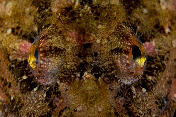 Taurulus bubalis eyes detail - Fishes – bony and cartilagous (Pisces)