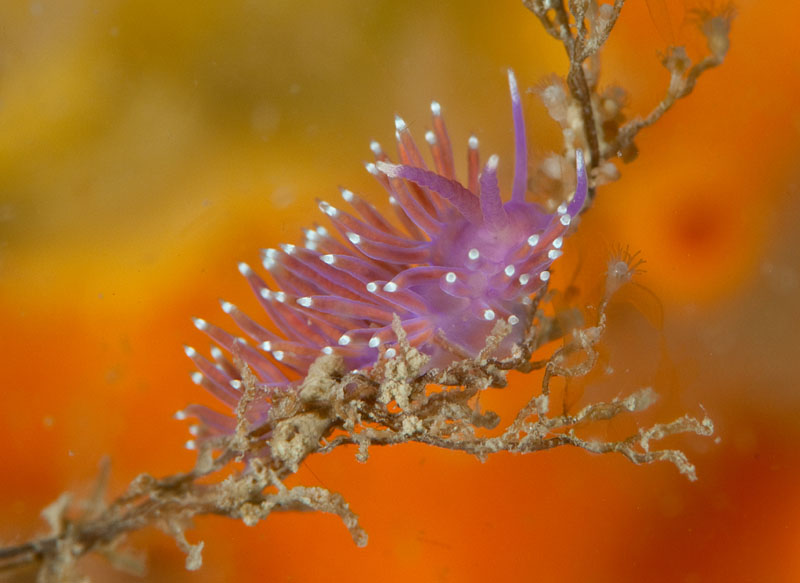Edmundsella pedata - Sea Slugs & Sea Hares (Nudibranchs etc)