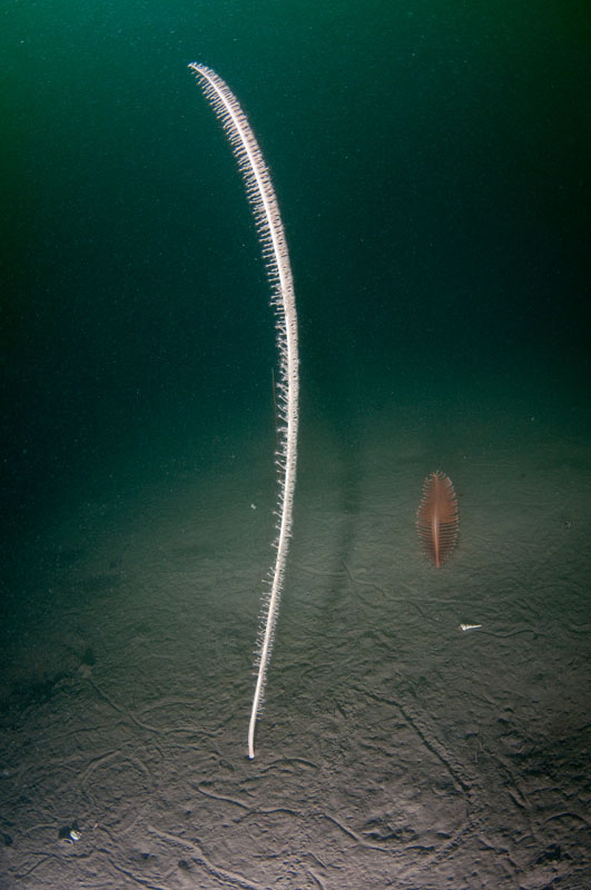 Funiculina quadrangularis - Corals (Anthozoa)