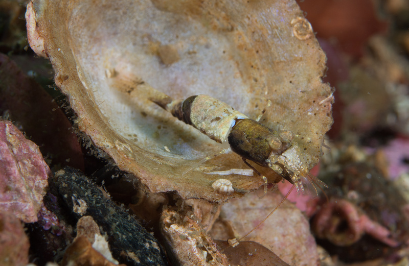 Philocheras fasciatus - Crabs, Lobsters, Shrimps & Prawns etc (Crustacea)