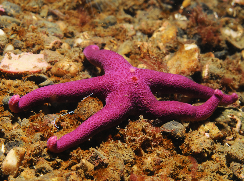 Henricia oculata - Starfish (Echinodermata)
