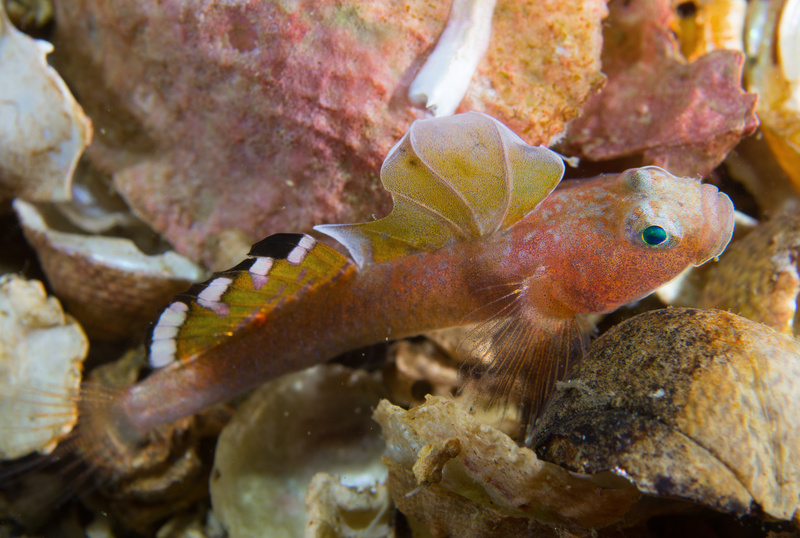Lebetus scorpioides - Fishes – bony and cartilagous (Pisces)