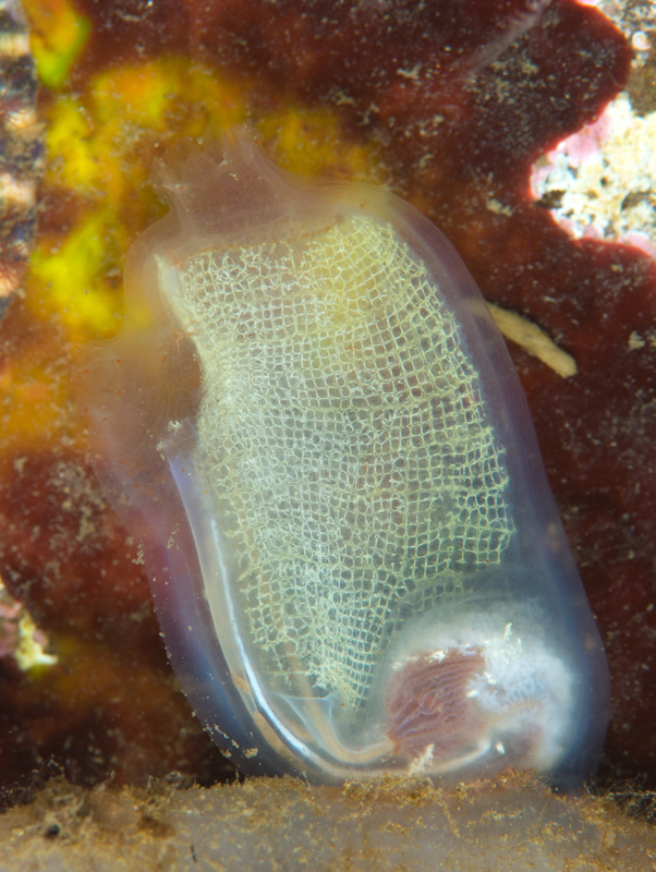 Corella parallelogramma - Sea Squirts (Tunicata)