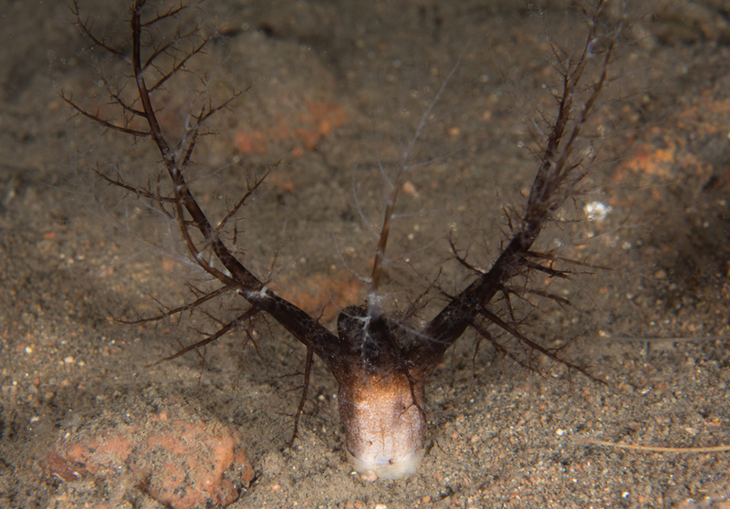 Thyone fusus - Sea Cucumbers (Echinodermata)