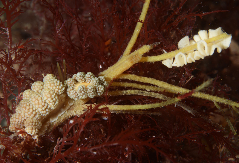 Doto fragilis - Sea Slugs & Sea Hares (Nudibranchs etc)