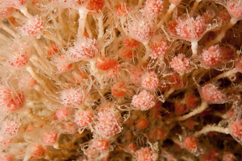 Tubularia larynx - Sea Firs (Hydrozoa)