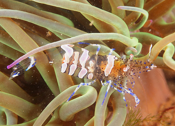 Periclimenes sagittifer - Crabs, Lobsters, Shrimps & Prawns etc (Crustacea)