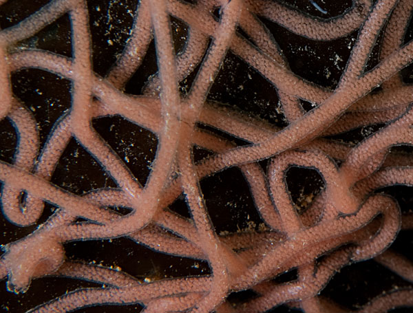 Aplysia punctata egg mass - Sea Slugs & Sea Hares (Nudibranchs etc)