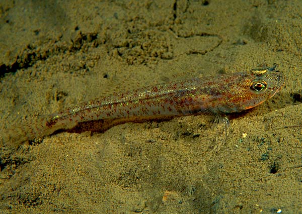Pomatoschistus norvegicus - Fishes – bony and cartilagous (Pisces)