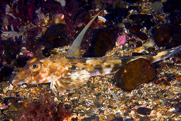Callionymus sp. - Fishes – bony and cartilagous (Pisces)