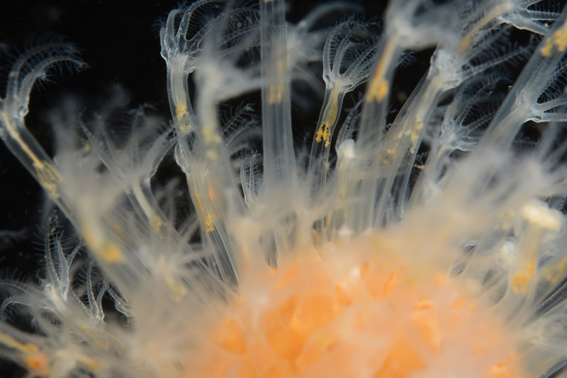 Alcyonium digitatum - Corals (Anthozoa)