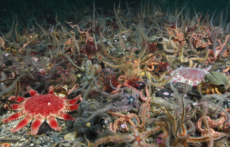 Scottish sea loch - Habitat Scenes