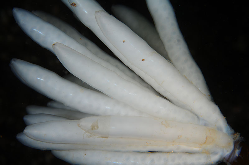Loligo vulgaris egg mass - Octopus, Squid & Cuttlefish (Cephalopoda)
