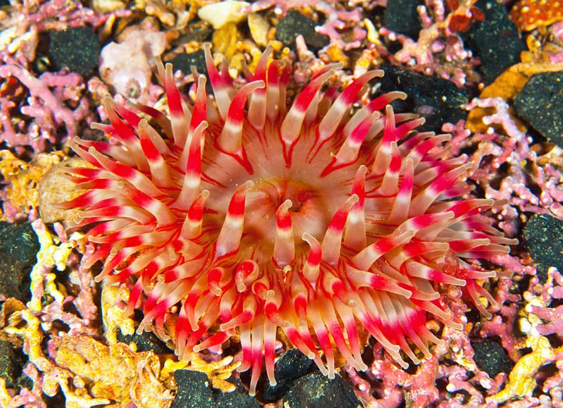 Urticina felina - Anemones (Anthozoa)