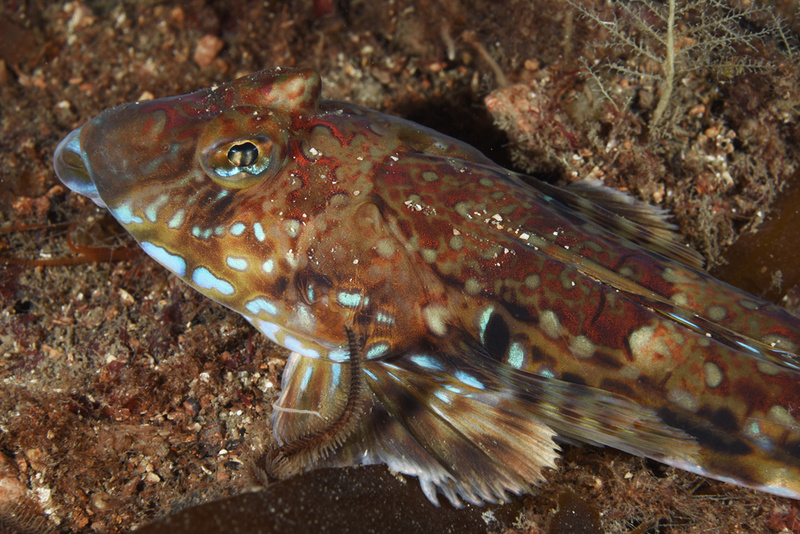 Callionymus maculatus - Fishes – bony and cartilagous (Pisces)