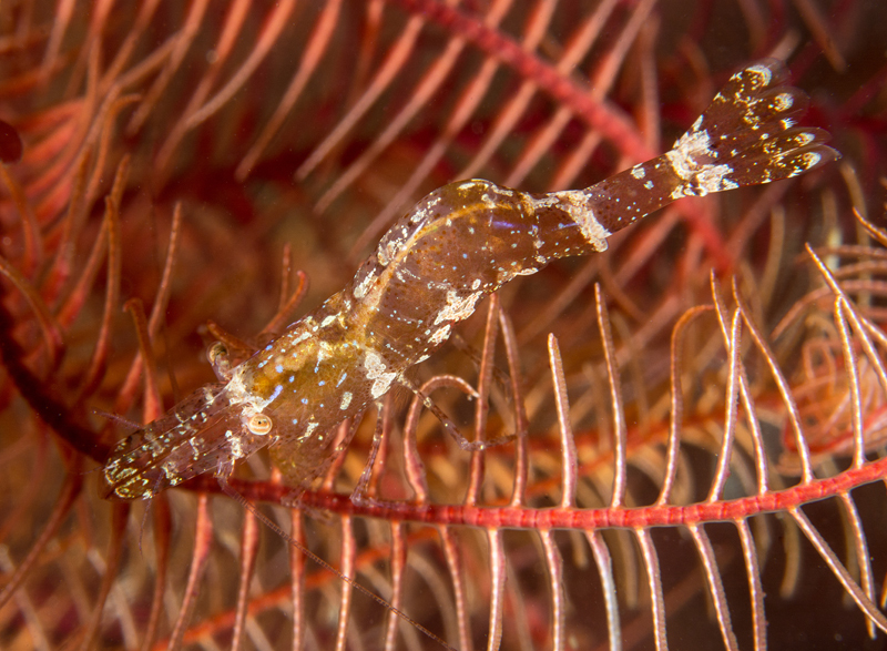 Hippolyte varians - Crabs, Lobsters, Shrimps & Prawns etc (Crustacea)