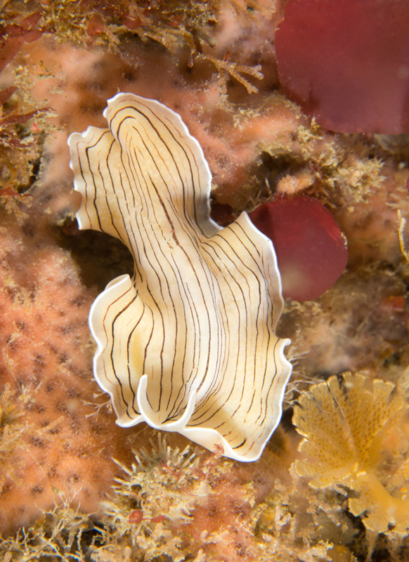 Prostheceraeus vittatus - Worms (from various groups)