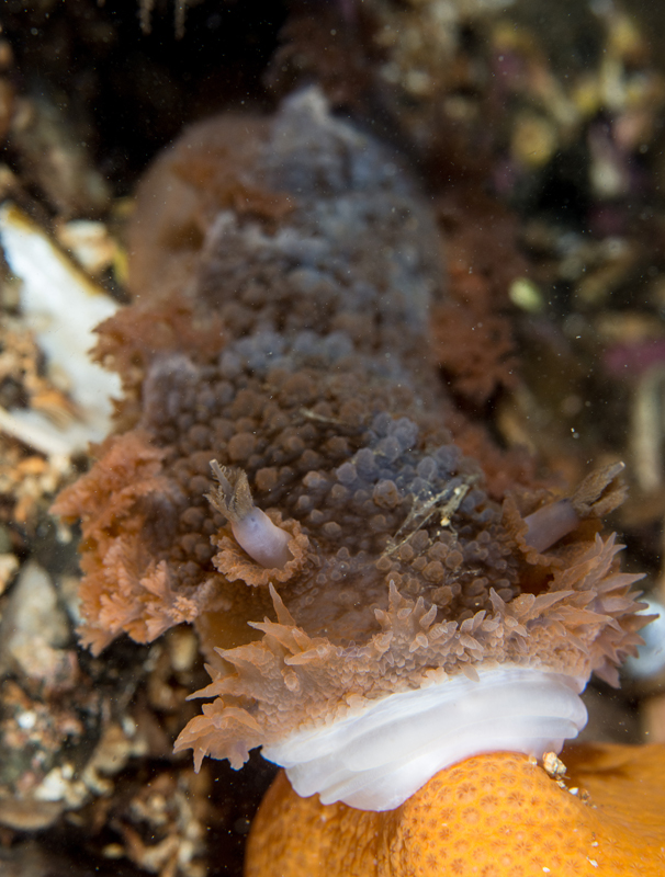 Tritonia hombergii feeding - Sea Slugs & Sea Hares (Nudibranchs etc)