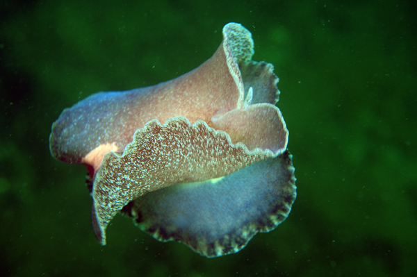 Pleurobranchus membranaceus - Sea Slugs & Sea Hares (Nudibranchs etc)