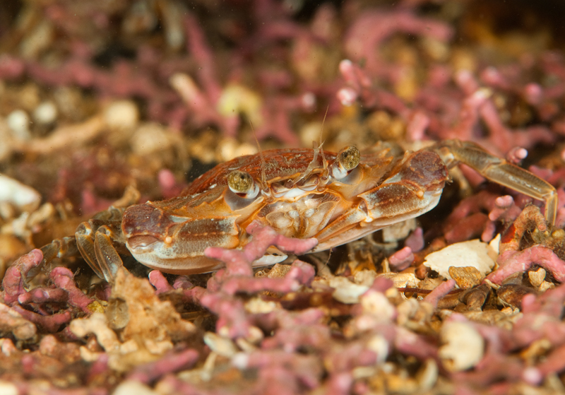 Liocarcinus depurator - Crabs, Lobsters, Shrimps & Prawns etc (Crustacea)