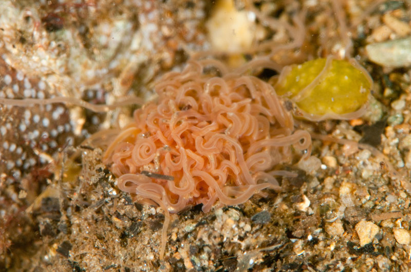 Cirratulus cirratus - Worms (from various groups)