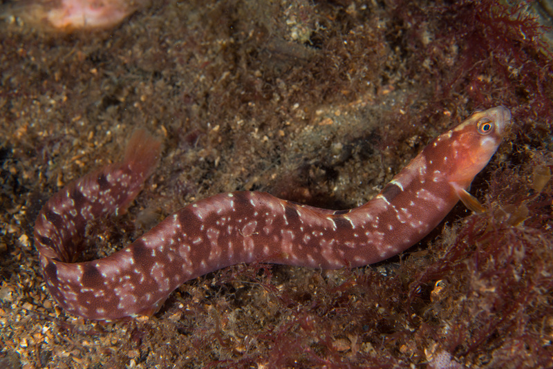 Pholis gunnellus - Fishes – bony and cartilagous (Pisces)