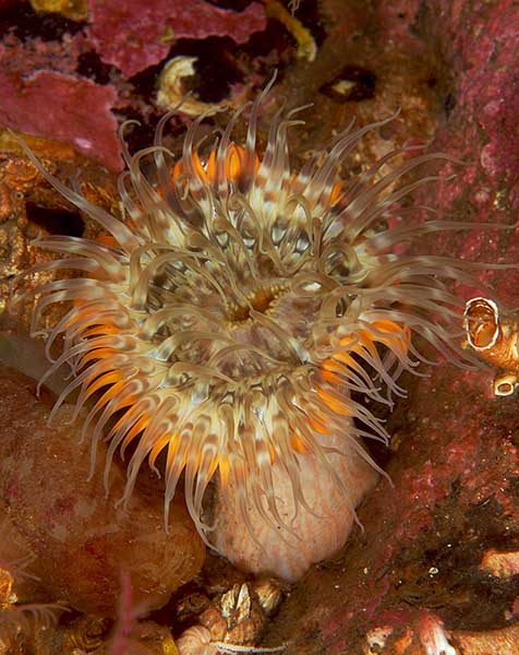 Sagartia elegans - Anemones (Anthozoa)