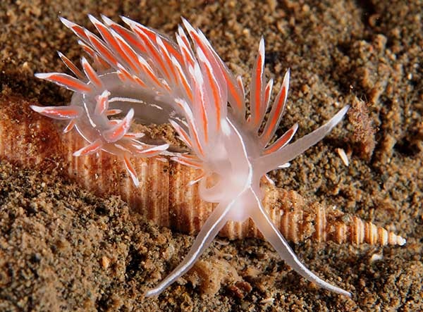 Fjordia sp. - Sea Slugs & Sea Hares (Nudibranchs etc)