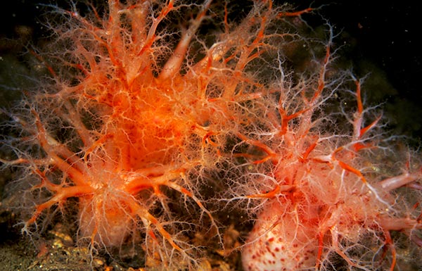 Psolus phantapus group - Sea Cucumbers (Echinodermata)