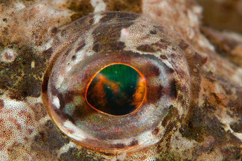 Taurulus bubalis eye detail - Fishes – bony and cartilagous (Pisces)