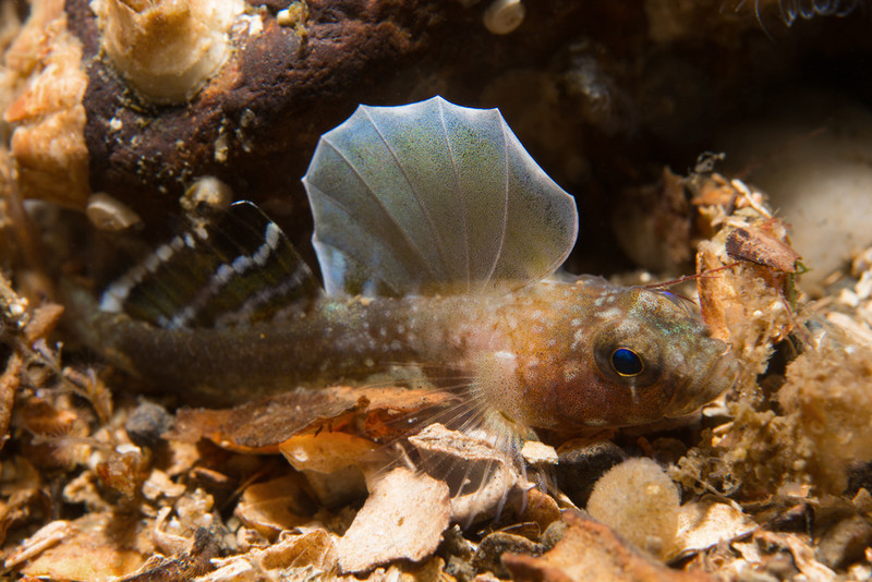 Lebetus scorpioides - Fishes – bony and cartilagous (Pisces)
