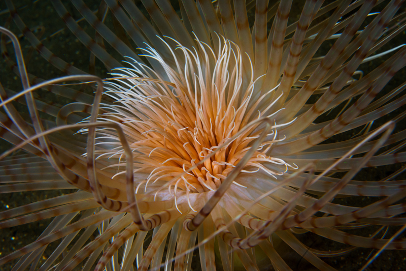 Pachycerianthus multiplicatus - Anemones (Anthozoa)