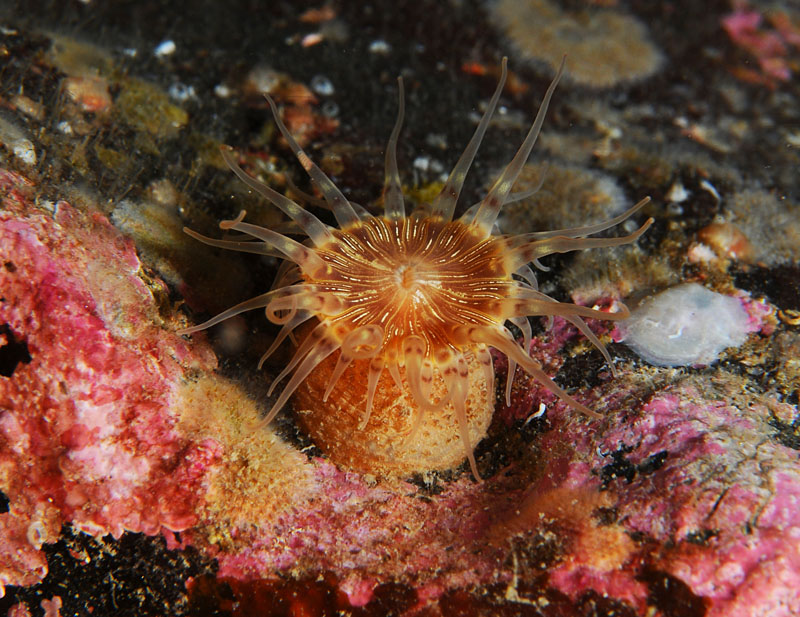 Hormathia coronata - Anemones (Anthozoa)